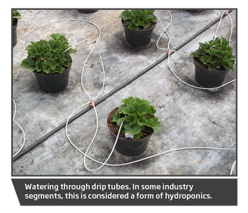 Drip Tubes to pots Janoski, hydroponics