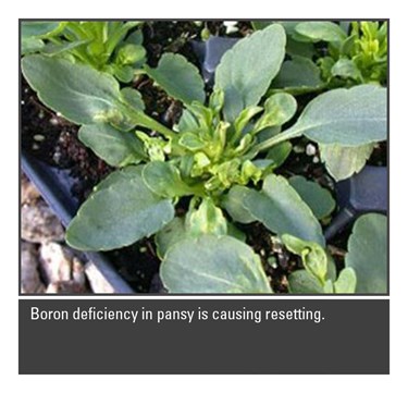 Boron deficiency in Pansy