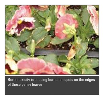 Boron toxicity on Pansy leaves