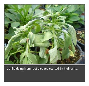 Dahlia dying from root disease started by high salts