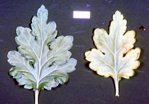 Mum leaf on the right has copper deficiency.