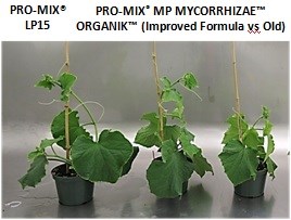 Cucumbers at 33 days after sowing PRO-MIX MP MYCORRHIZAE ORGANIK