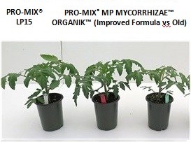 Tomatoes at 16 days after transplanting PRO-MIX MYCORRHIZAE ORGANIK