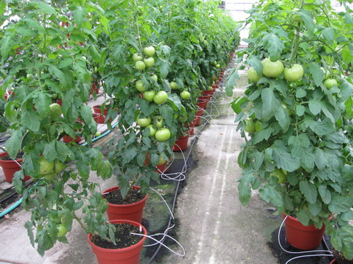 Producing tomatoes in a greenhouse