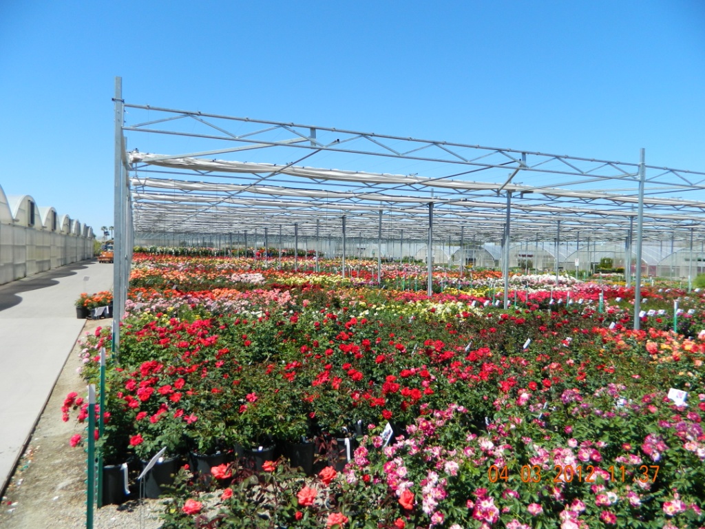 En el Annual Rose Show tienen una enorme selección de rosas listas para ser vendidas.