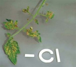 Chloride deficiency in Tomato leaf