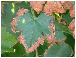 Sodium and Chloride toxicity symptoms in Maple