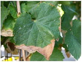 Sodium and Chloride toxicity symptoms in Grape