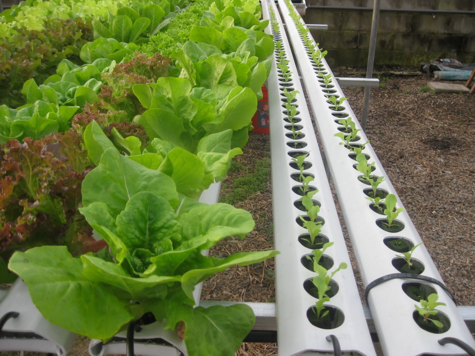 Classic hydroponic cultivation of lettuce without growing medium