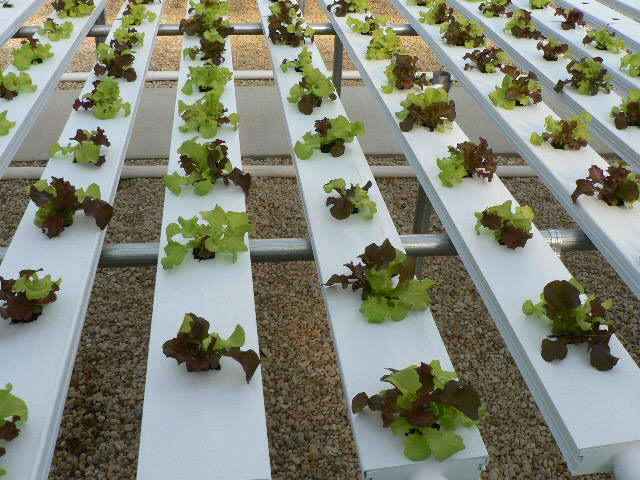 Lettuce started in soilless growing medium and then planted into hydroponic system