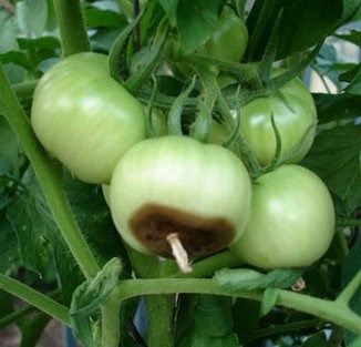 Pudrición apical en un tomate. www.harvesttohome.comorganic-vegetablestomatoesblossom-end-rotblossom-end-rot[1].jpg