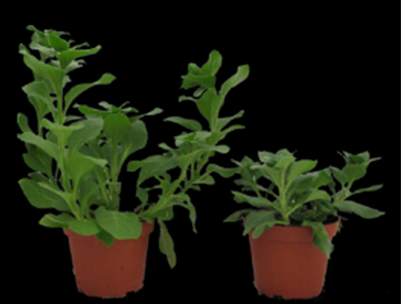 Stem elongation was minimized in the petunia on the right by exposing the plant to a -DIF.