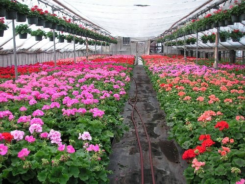 Un ejemplo de los hermosos geranios de los invernaderos Rudy and Son’s Greenhouse, una de las plantas por las que son más conocidos.