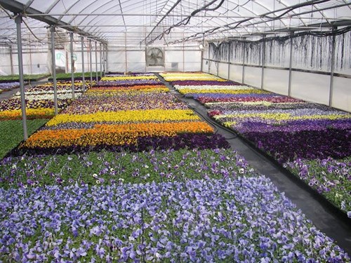 Another great pansy crop in Rudy and Son's Greenhouse.