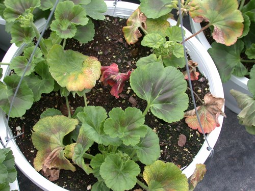 over-fertilized ivy geranium