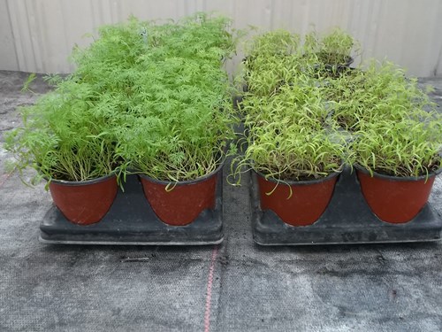 dill comparative growth