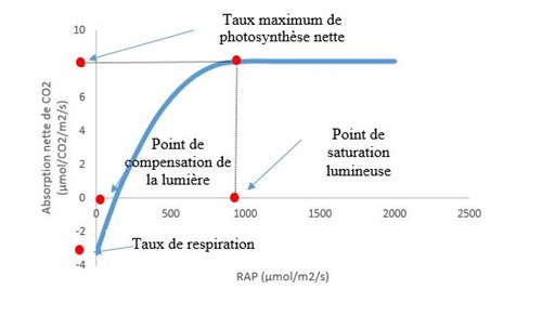 Graphique du point de compensation de la lumière et du point de saturation lumineuse.