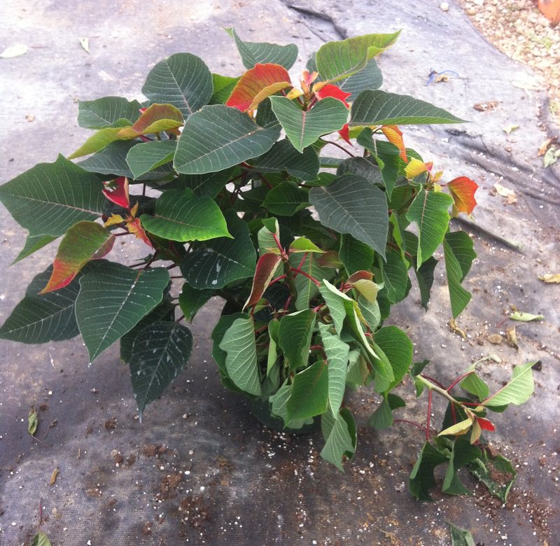 Janoski Poinsettia with root rot from PRO-MIX Greenhouse Growing