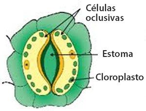 Estoma celulas oclusivas cloroplasto PRO-MIX