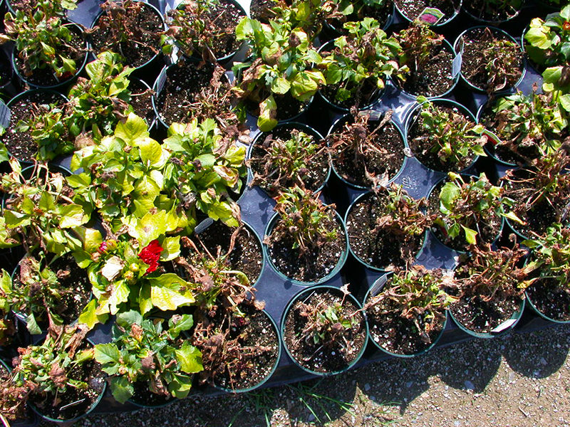 PRO-MIX Blooming Acres - dahliettes en train de mourir