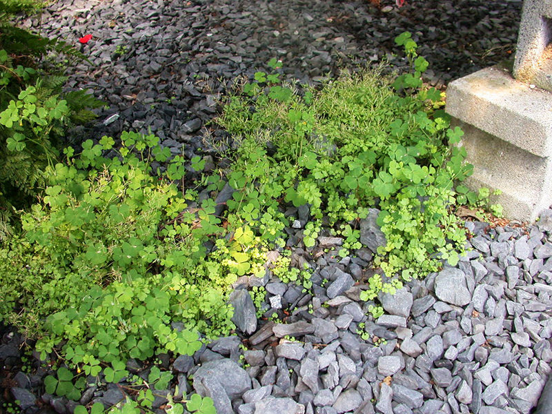 PRO-MIX Cardamine and Oxalis Under Bench Norcella