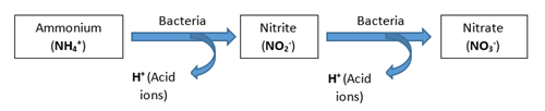 Nitrification of ammonium into nitrate through soil bacteria PRO-MIX