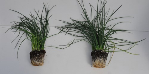 The chives on the right were inoculated with mycorrhizal fungi (2).jpg