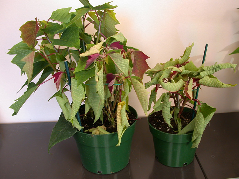Rhizoctonia poinsettias wilted from PRO-MIX Greenhouse Growing