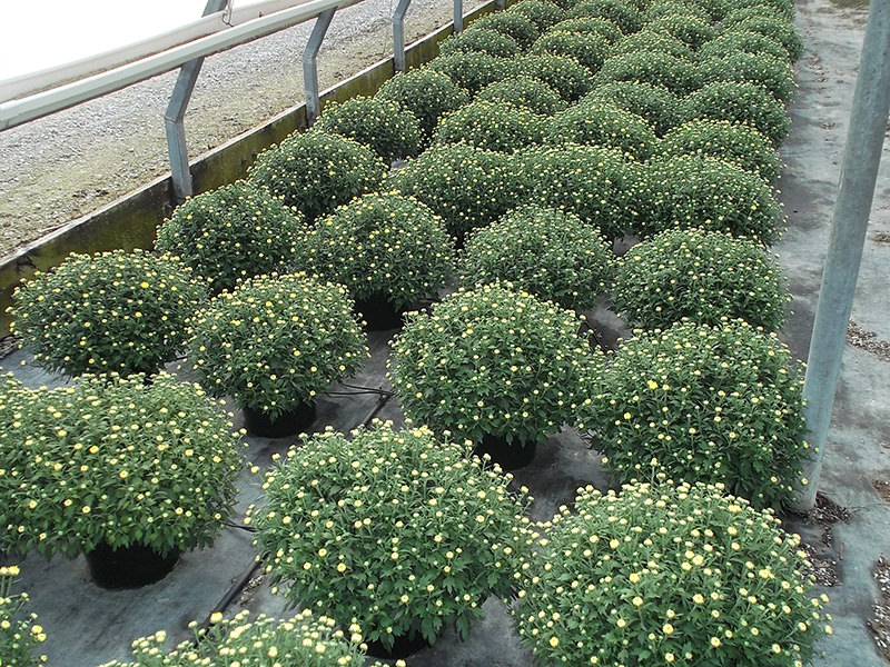 Brohl's Greenhouse Mum Crops