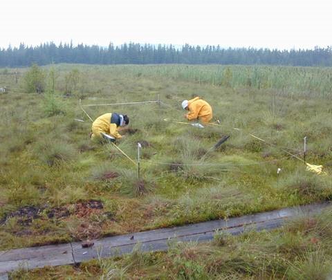 Research on a restored peat bog in Quebec.
