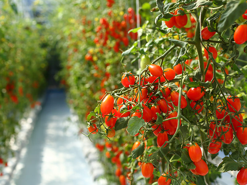 Tomato crops in greenhouse