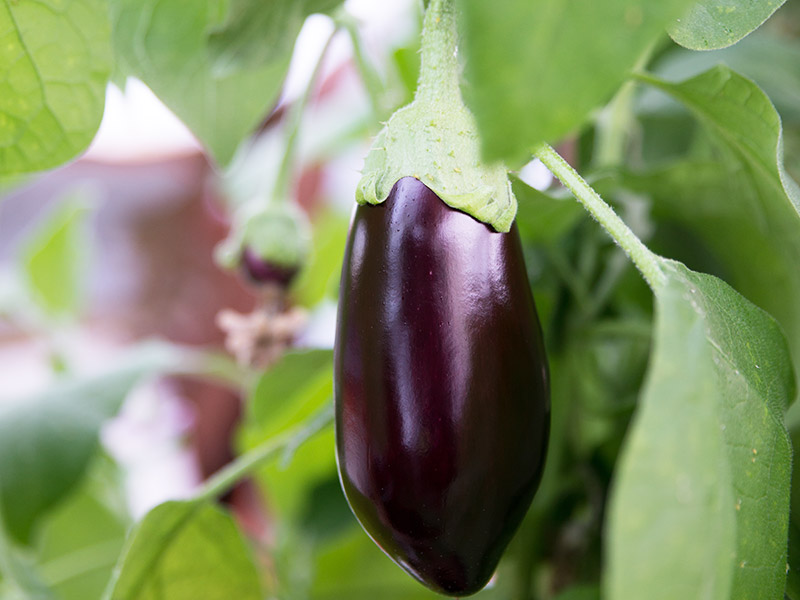 Eggplants grown in a greenhouse