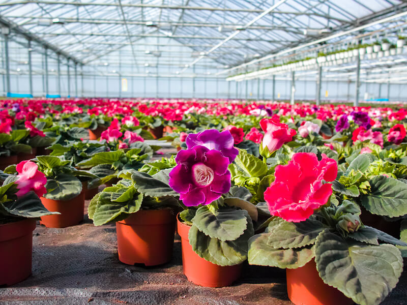 Ornemental flowers grown in professional greenhouse