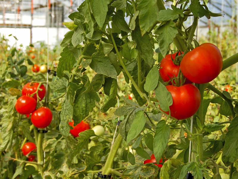 Tomates biologiques en serre