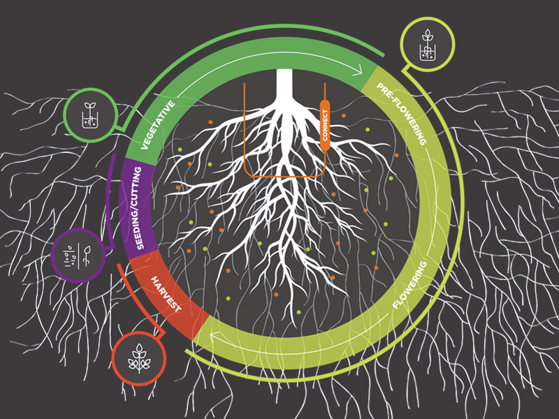 Cannabis plant growth cycle