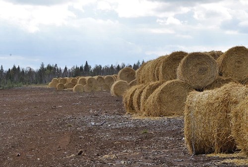 Straw bales that will be spread on plant fragments