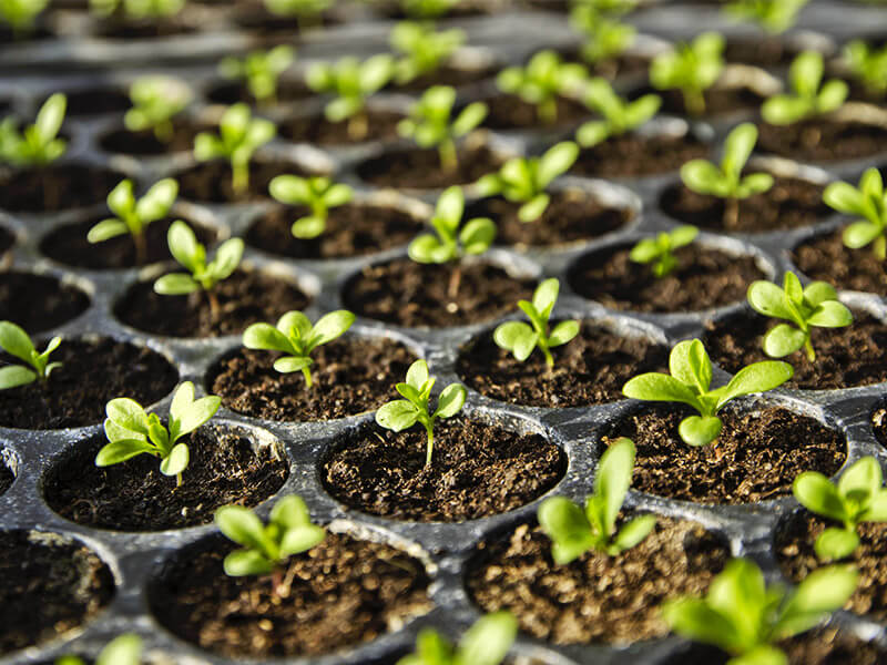 10 golden rules for seedling and plug production in greenhouse