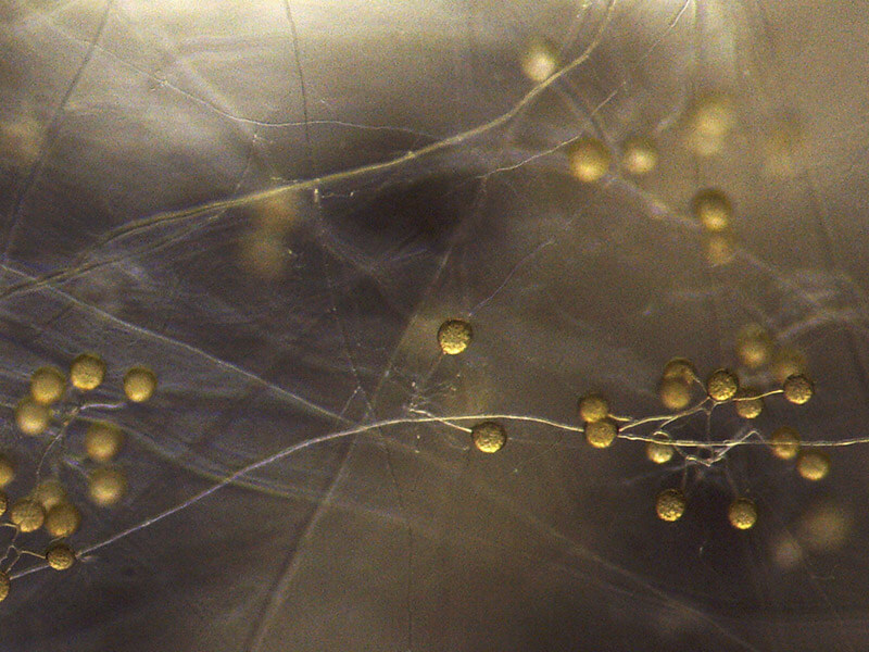 Las esporas de la micorriza desarrollan una red de filamentos