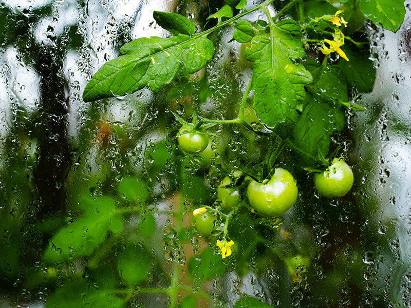 Humidity in greenhouse tomatoes