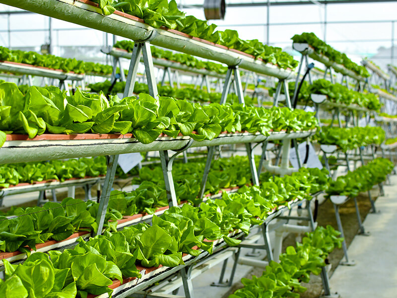Vertical farming utilizing hydroponic A-Frames