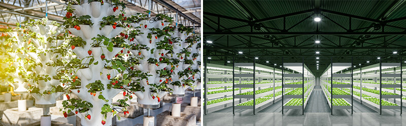 hydroponic vertical grower towers and large indoor vertical farming operation