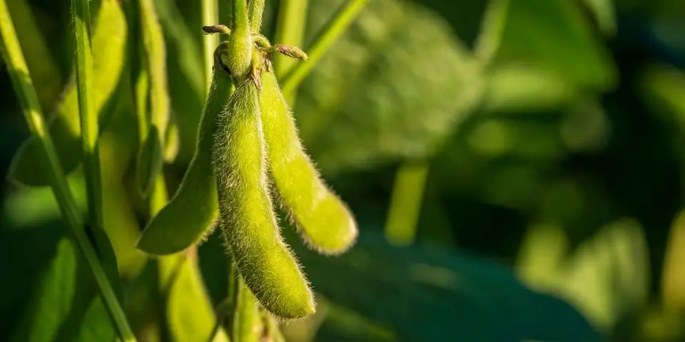 Soybean