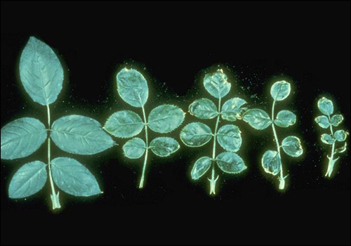 Rose leaf on the left shows copper deficiency.