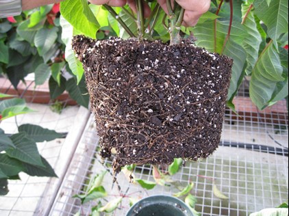 Pourriture pythienne des racines ayant infecté les racines d'un poinsettia, lesquelles sont devenues brunes.