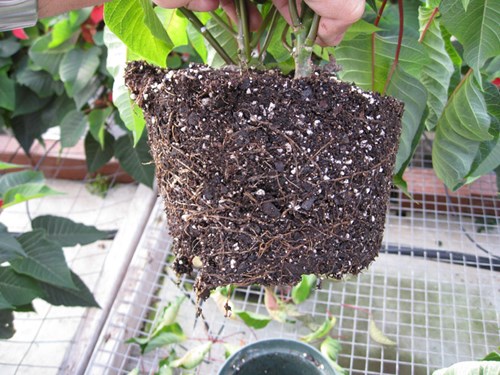 Pythium root rot has infected this poinsettia roots, turning them brown.