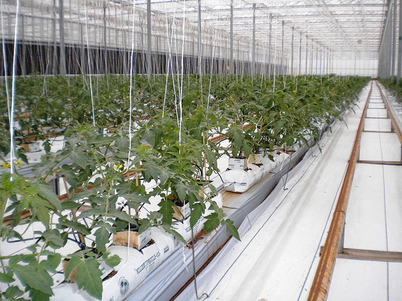 En un Invernadero grande, la Producción de tomates en sacos de cultivo que contienen fibra de cascara de coco