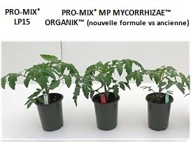 Tomates à 16 jours après transplantation PRO-MIX MP MYCORRHIZAE ORGANIK