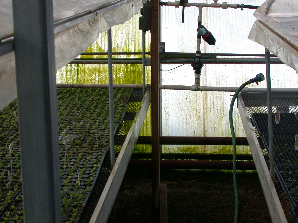 Algae growth on greenhouse glazing through continuous misting
