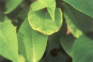 La deficiencia de calcio causa necrosis en el borde de las hojas de la flor de Pascua.