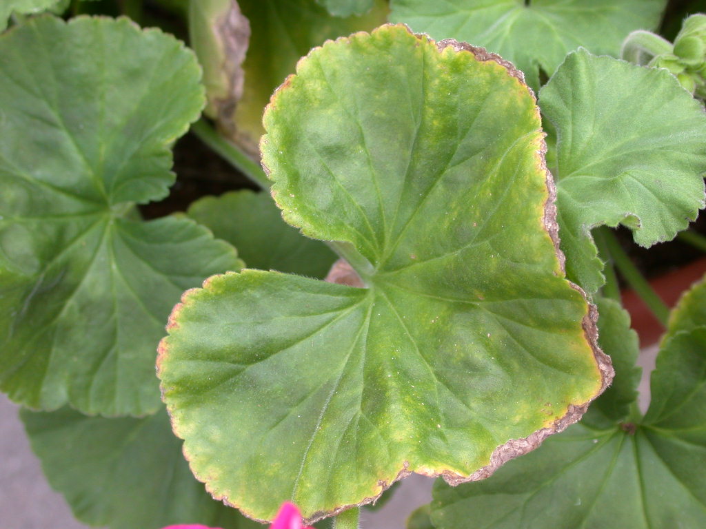 Iron-Manganese toxicity in Geranium. Chloloris affecting leaves